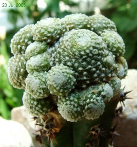 Blossfeldia_ liliputana _04